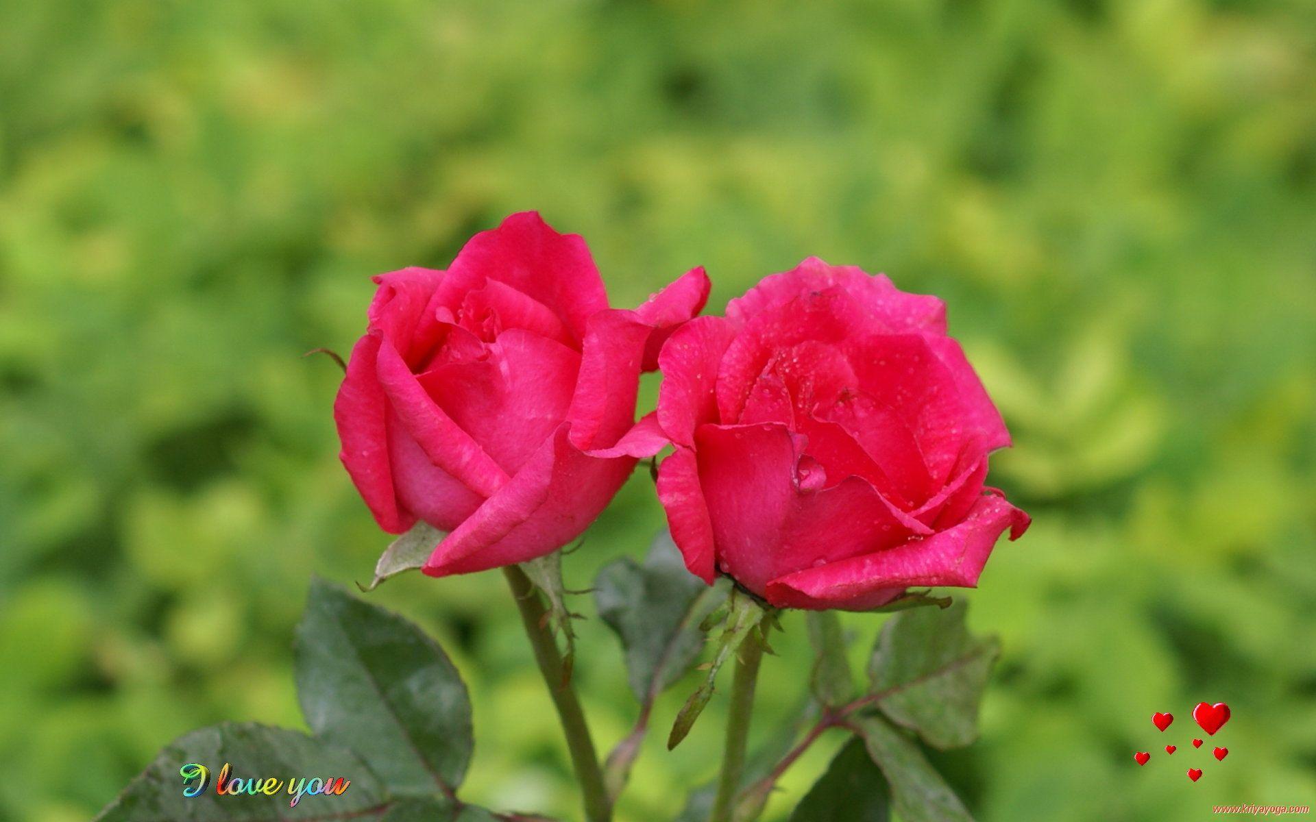 knumathise: Red Rose I Love You Wallpaper Image