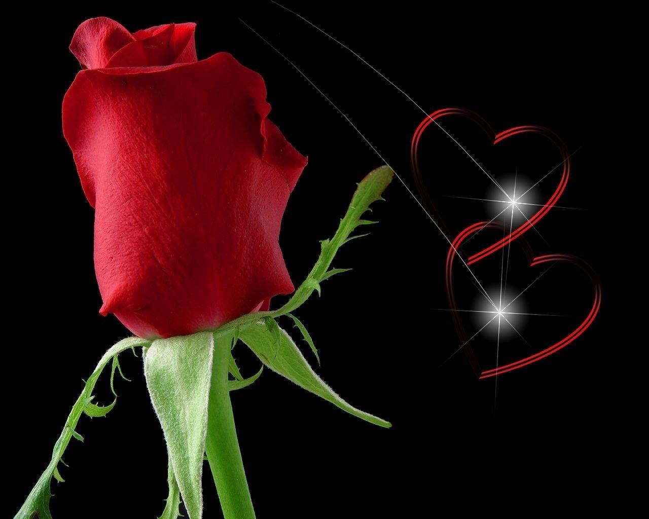 Red Roses Wallpaper Free Download