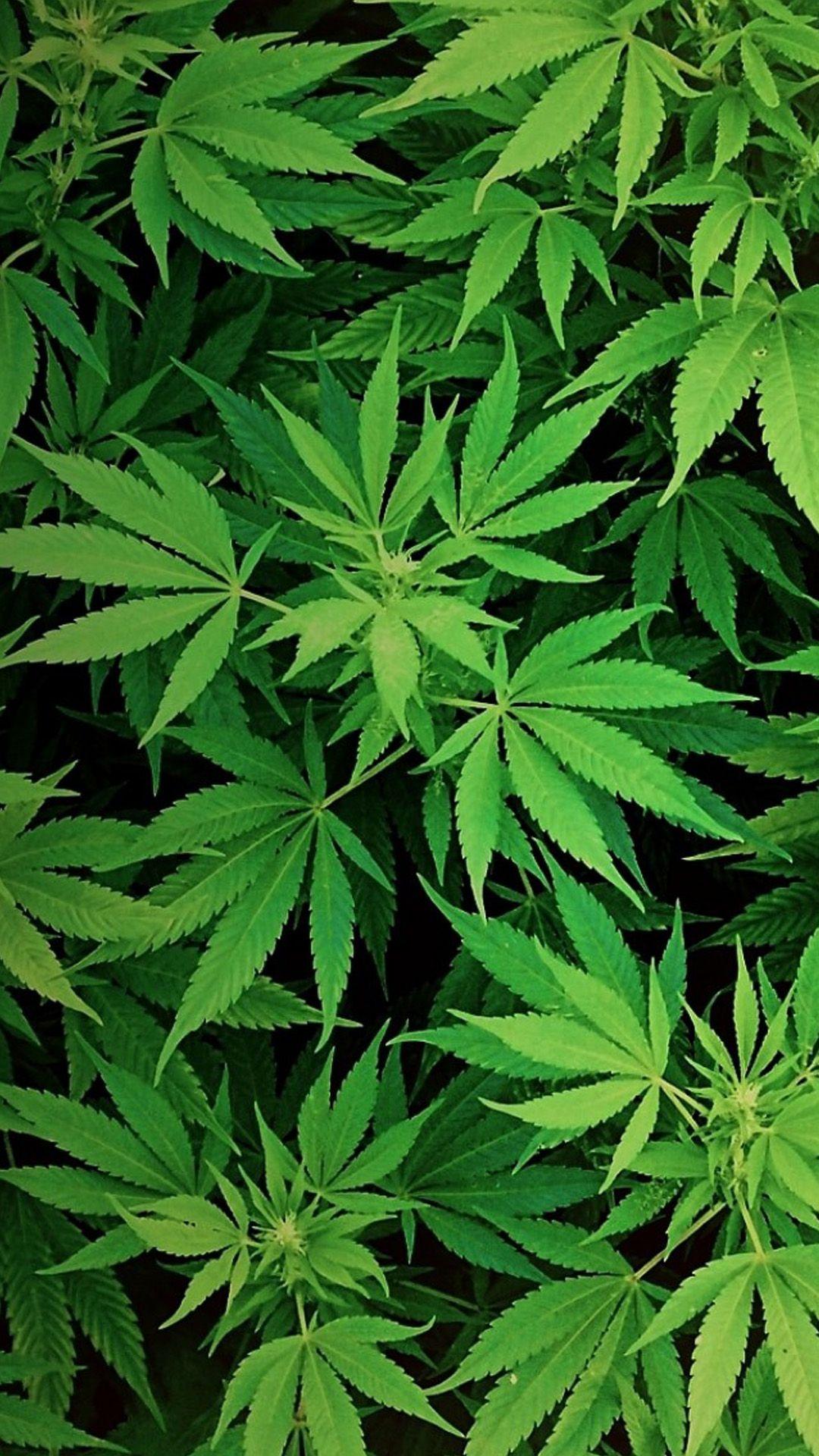 Weeds Gallery of Wallpaper. Free Download For Android, Desktop