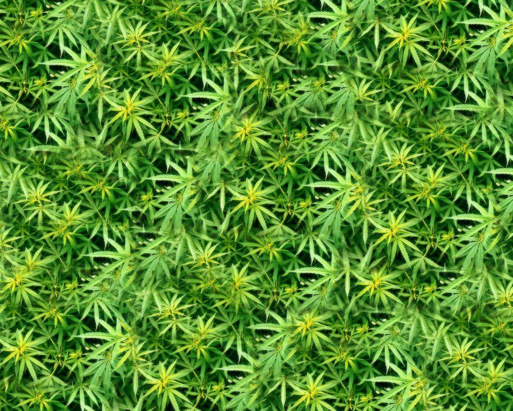 Dank Wallpaper By Club Marijuana