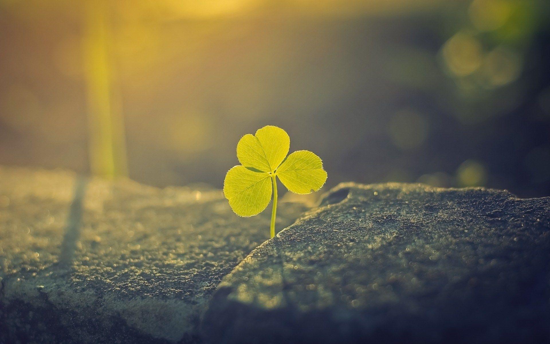 HD lucky charm wallpapers | Peakpx