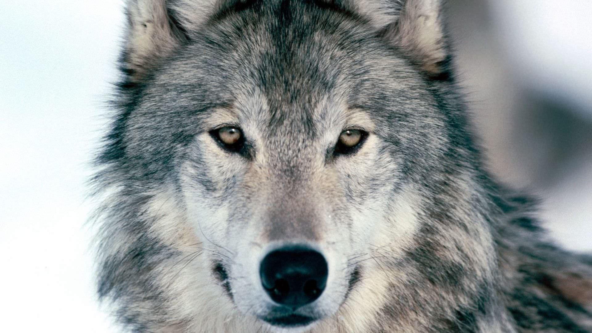 Wolf Background, Wallpaper, Image