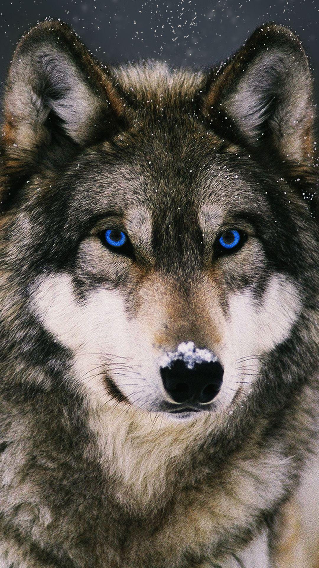 Winter Wolf HD Android Phone Background