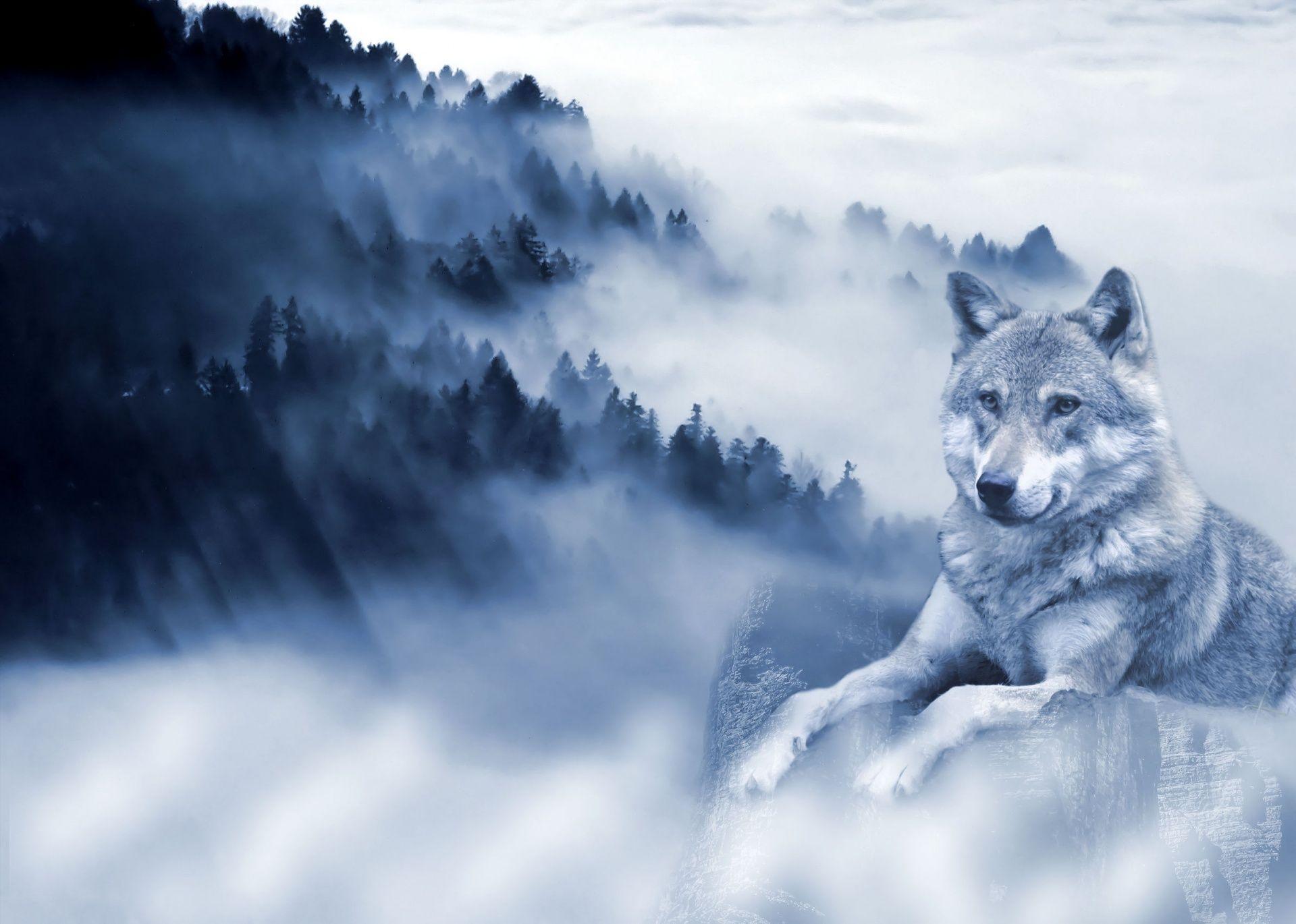 Wolf Background Free Domain Picture