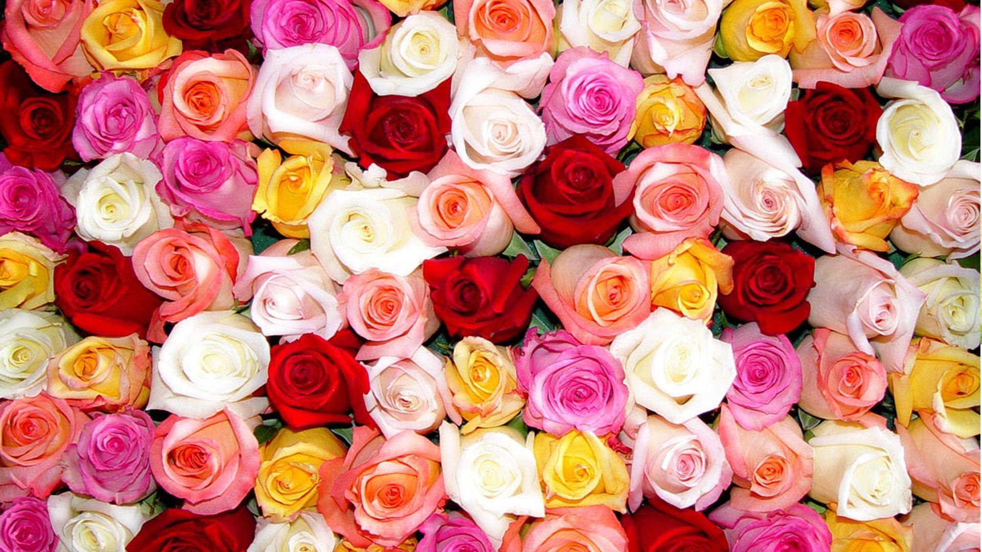 Multi Colored Roses, High Definition, High Quality