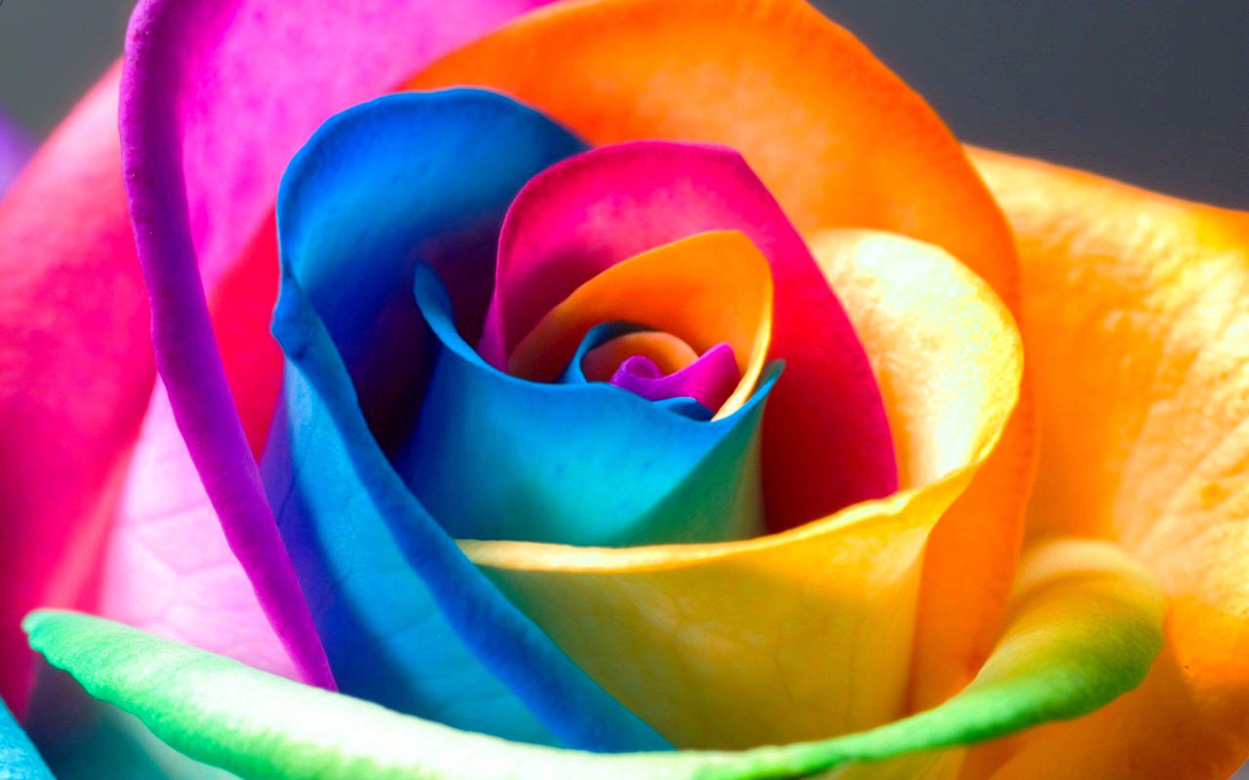 Colorful rose petals - Free High quality Flower wallpaper