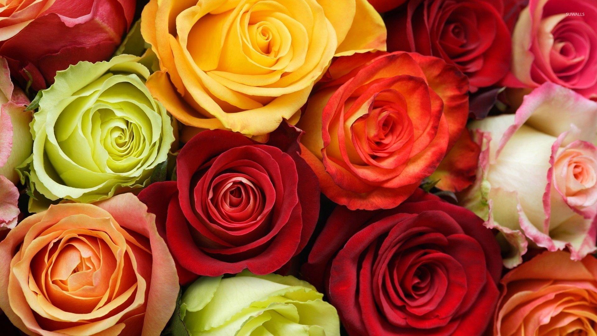 Colorful roses wallpaper wallpaper