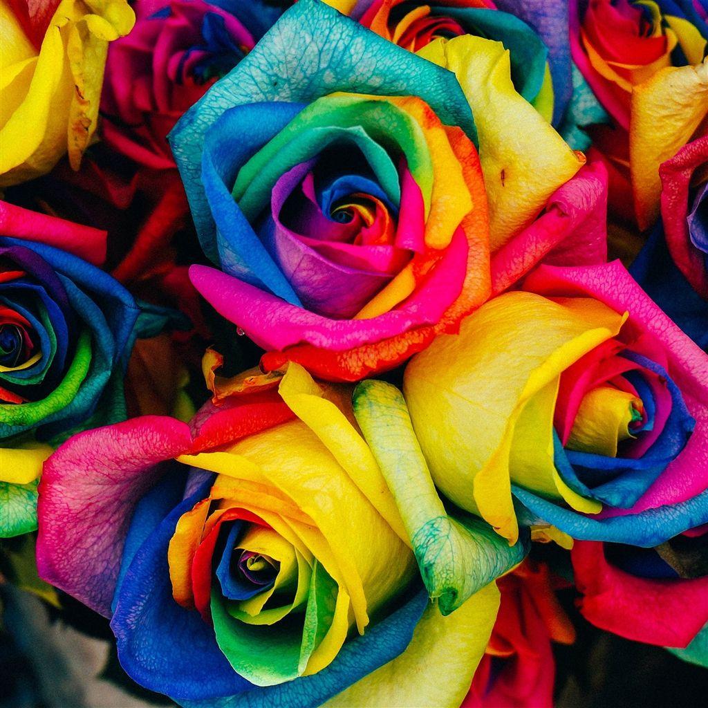 Flower Rose Color Rainbow Art Nature #retina #iPad #Air #wallpaper