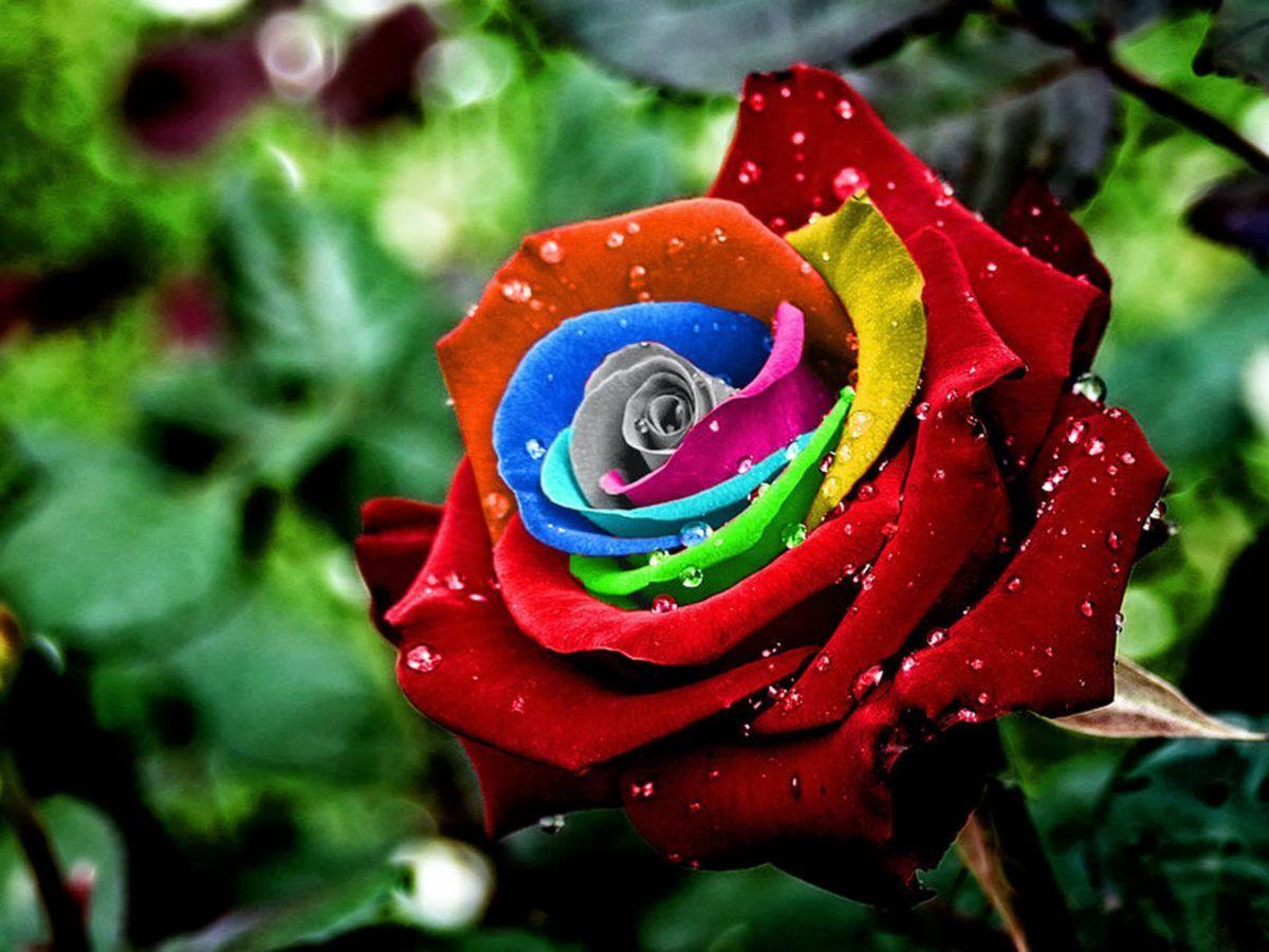 Colorful Rose Wallpaper HD Rain Drops Valentines Day Image