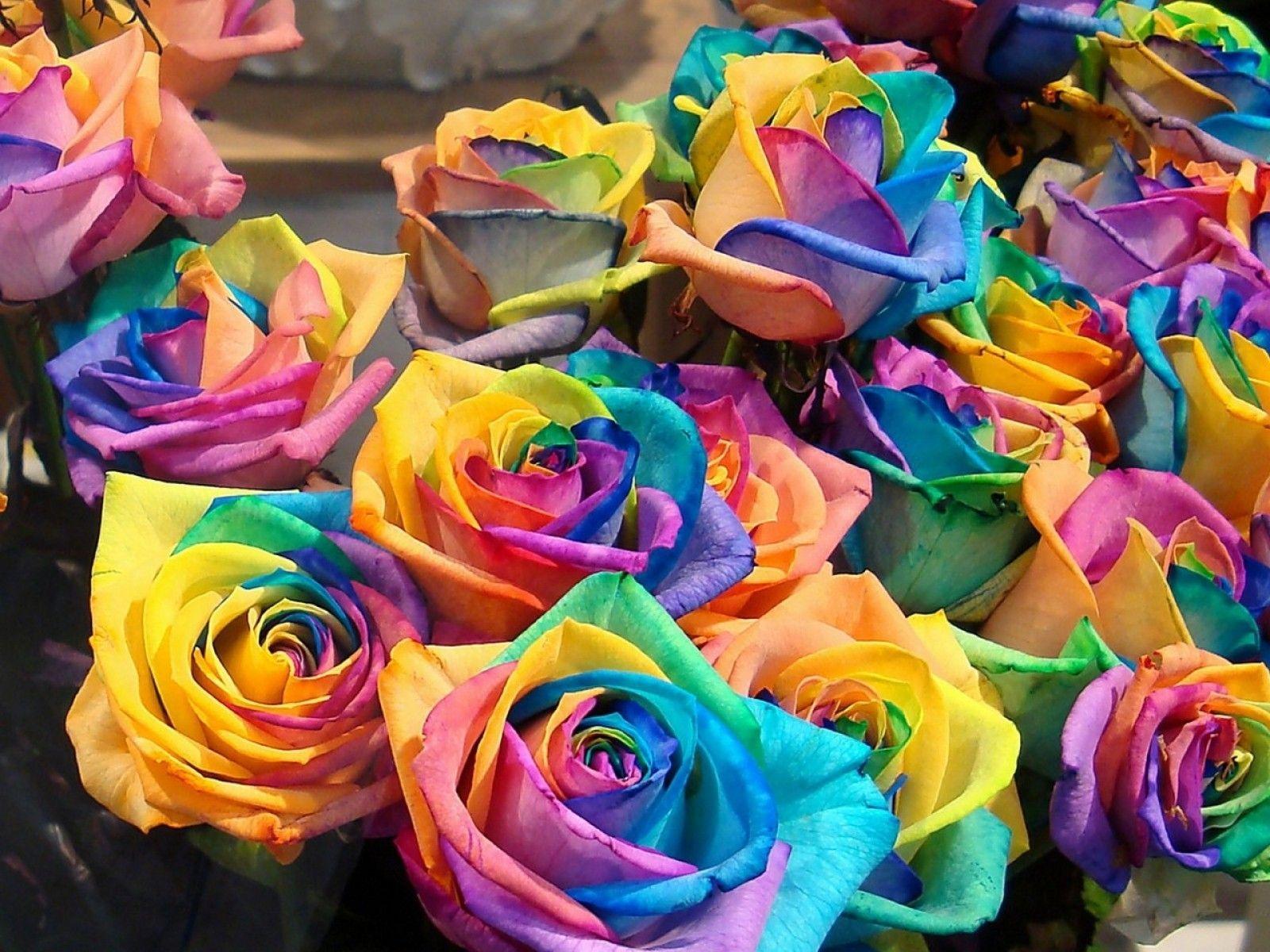 Rainbow Roses. HD Flowers Wallpaper for Mobile and Desktop