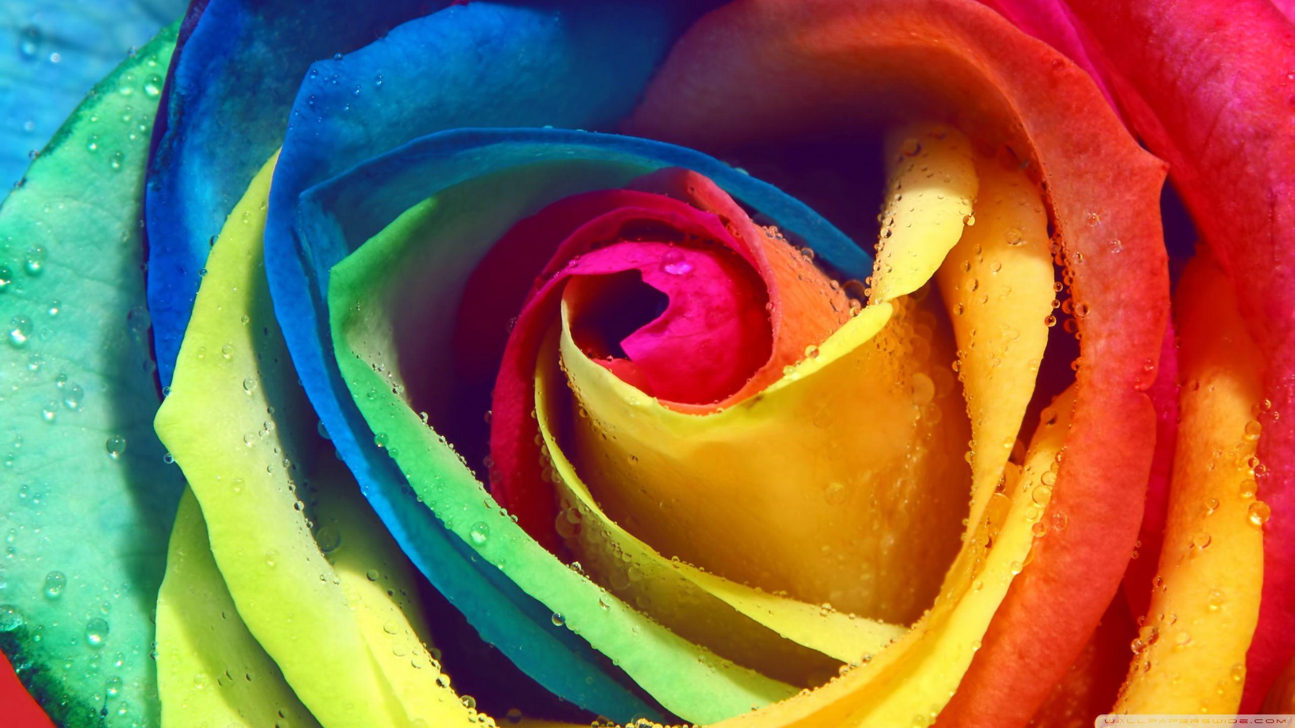 Rainbow Rose Macro ❤ 4K HD Desktop Wallpaper for 4K Ultra HD TV