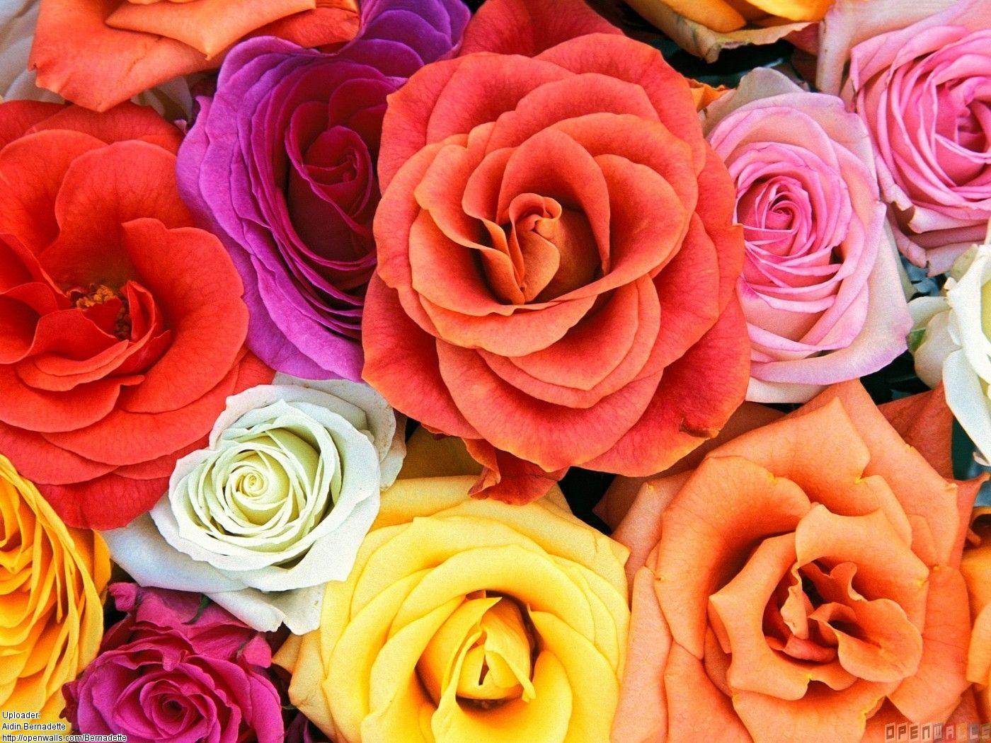 Colorful Roses HD Wallpaper Rose Of Mobile Pics