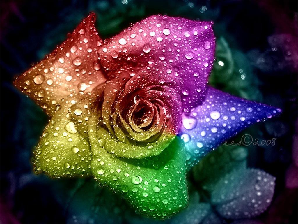 Rainbow Rose Wallpaper HD Desktop Wallpaper