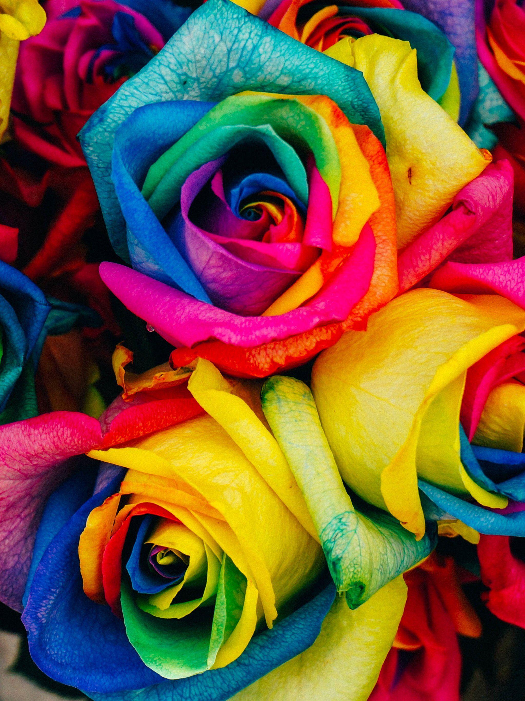 Rainbow Roses Wallpaper & Desktop Background