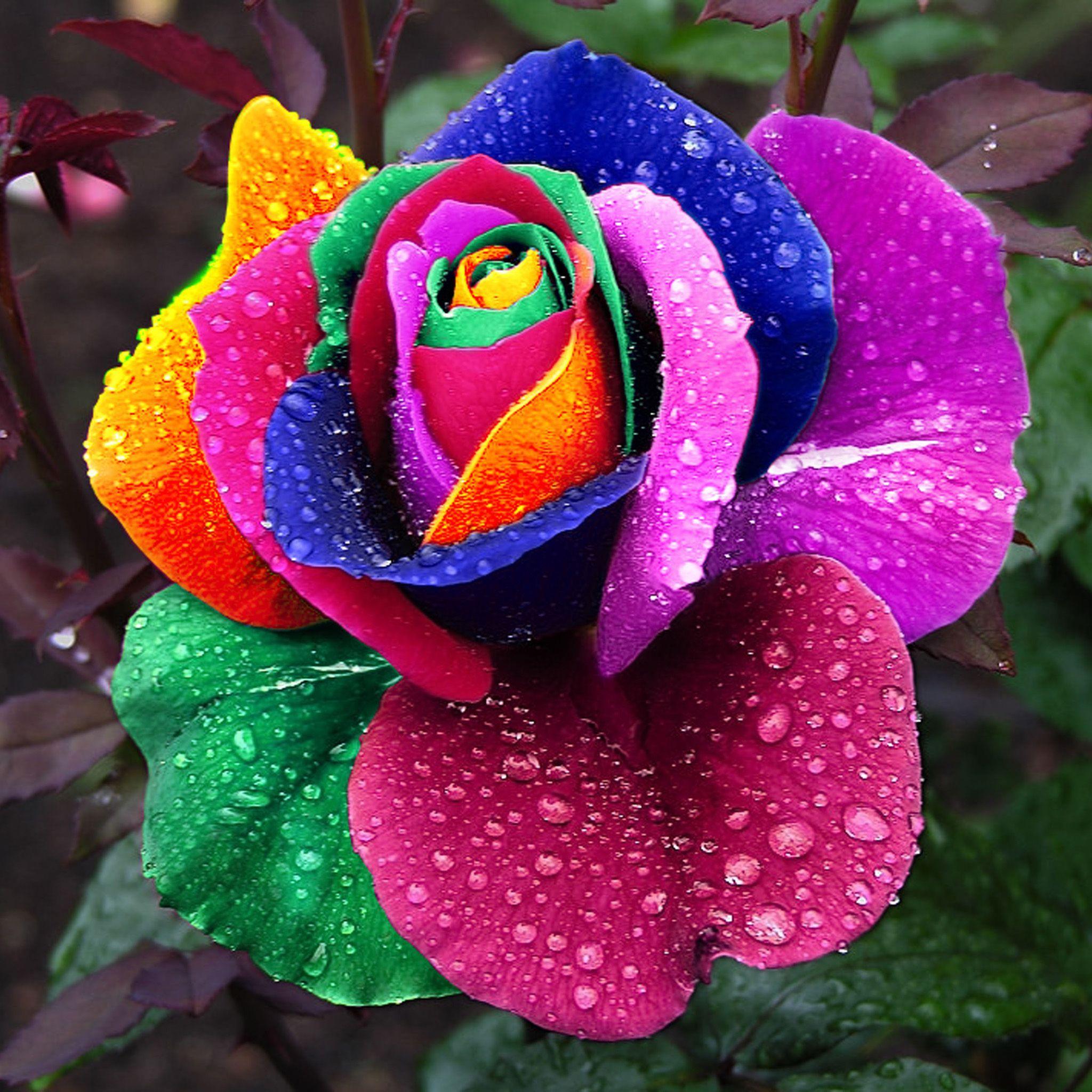 Color Rose * !! _ ipadair2wallpaper.com. Garden & +