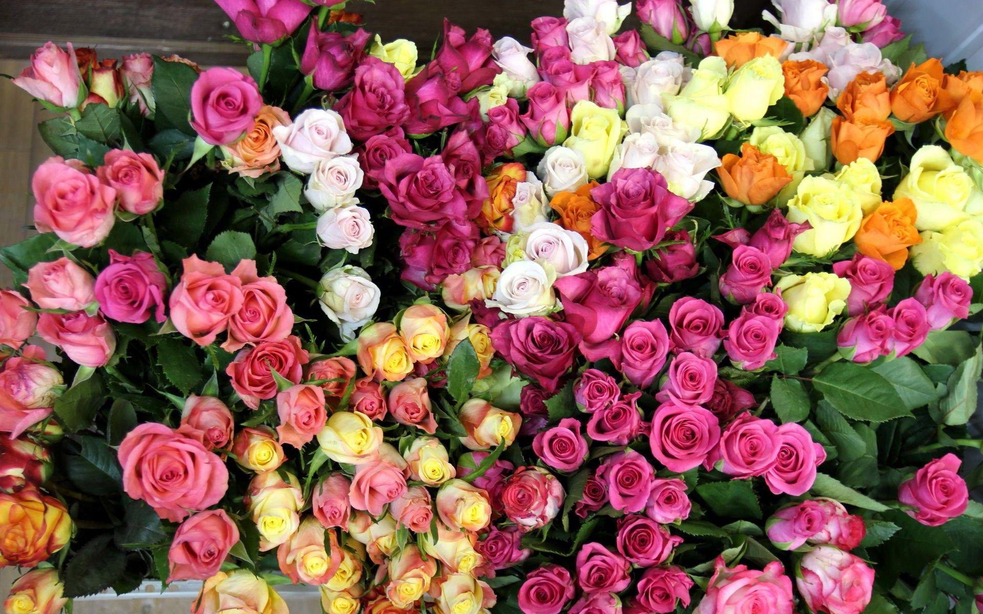 Flower: Colorful Roses Bouquet Flowers Still Life Flower Wallpaper