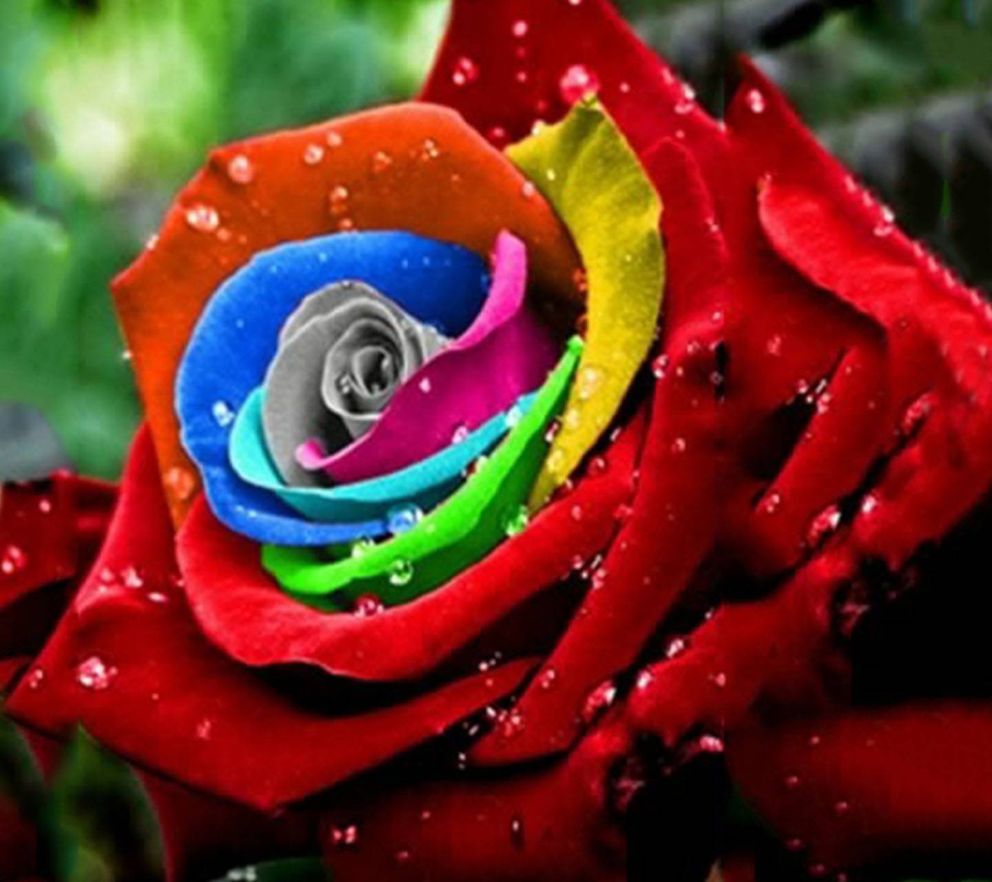 Rainbow Rose Hd Wallpaper For Mobile