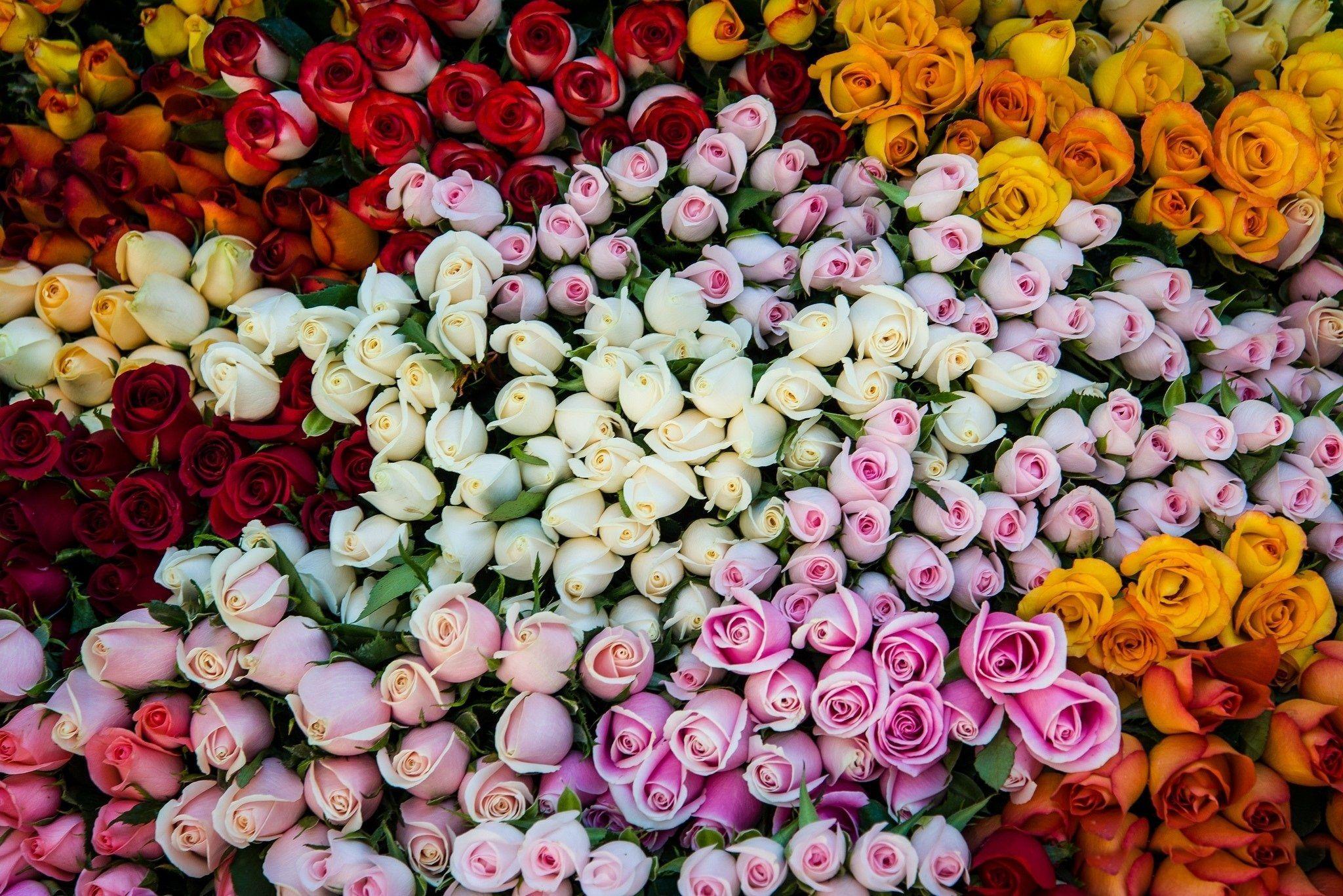 Colorful Roses *** wallpaper free. Wallpaper. Rose