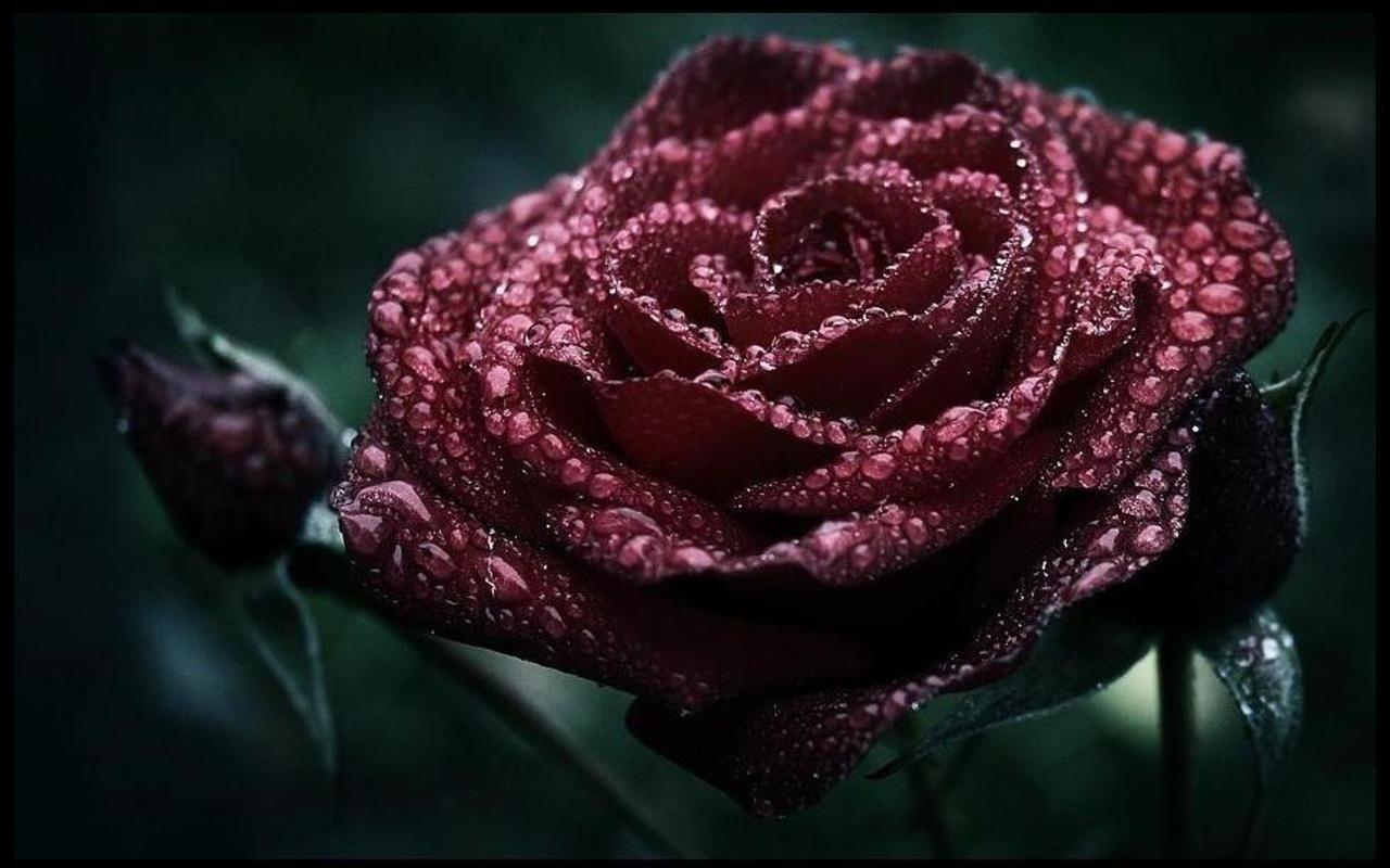 Gorgeous Roses: The Meaning of Rose Colors [35 PICS]
