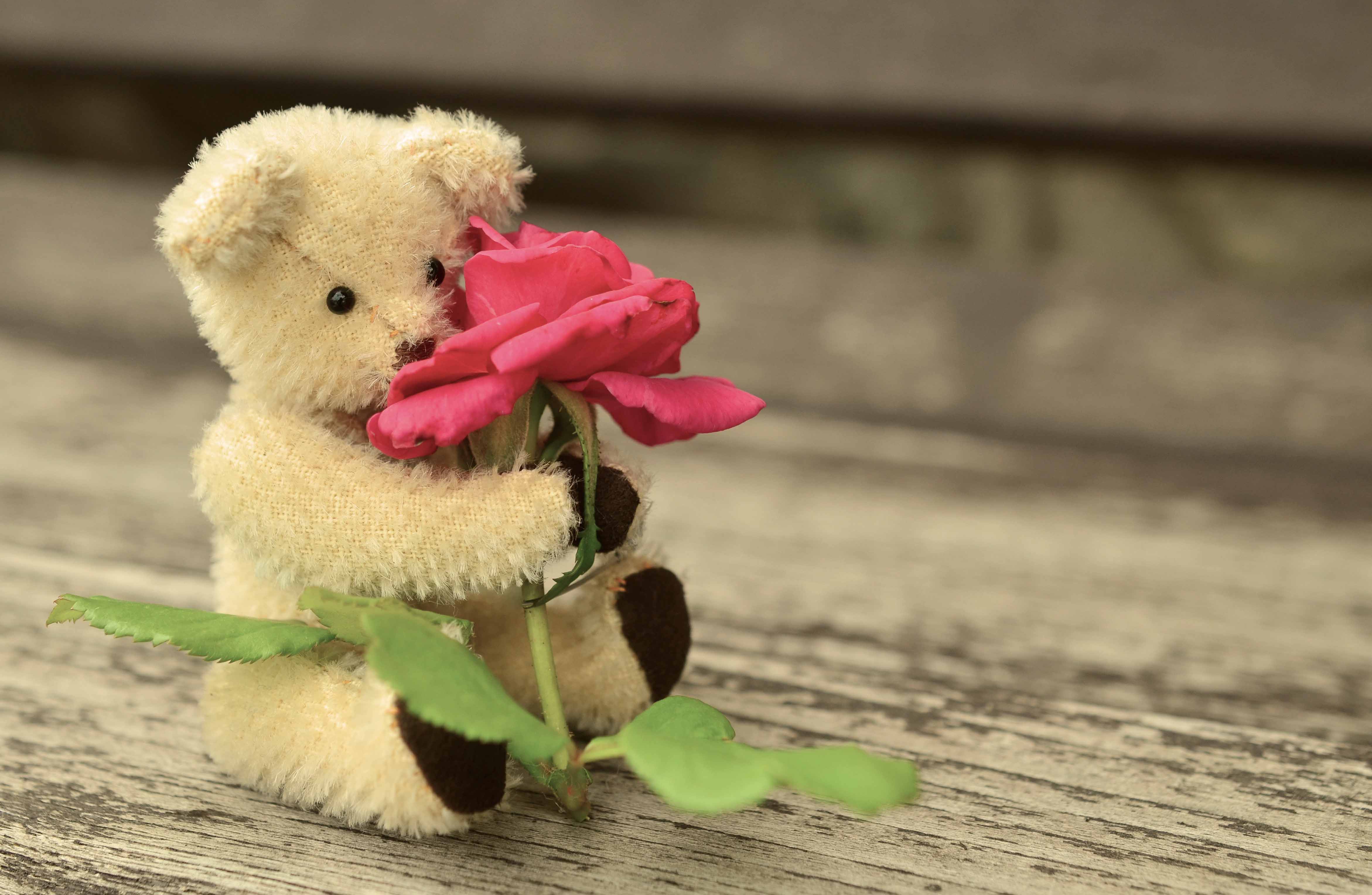 Teddy bear with rose love wallpaper