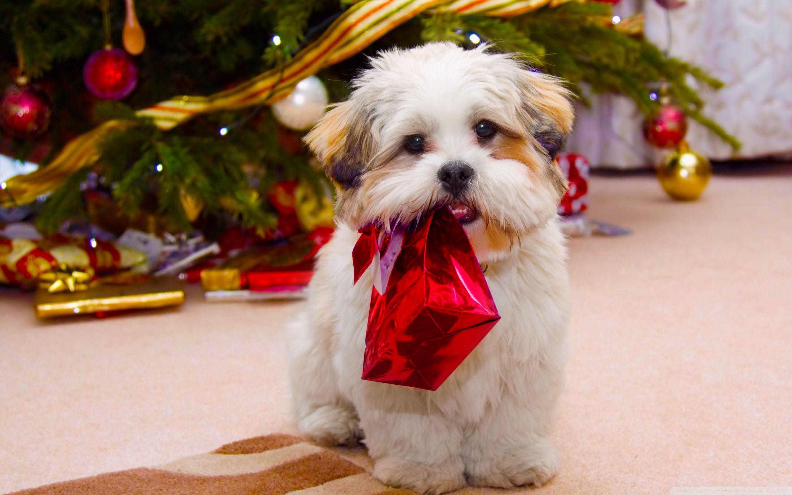 Cute Dog Christmas HD desktop wallpaper, High Definition