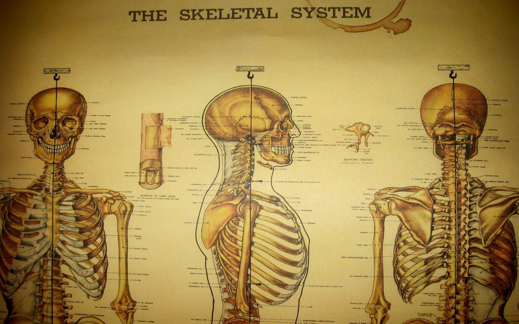 anatomy medical skeletons 1680x1050 wallpaper High Quality