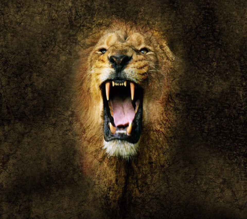 lion wallpaper keresés. Animals. Angry