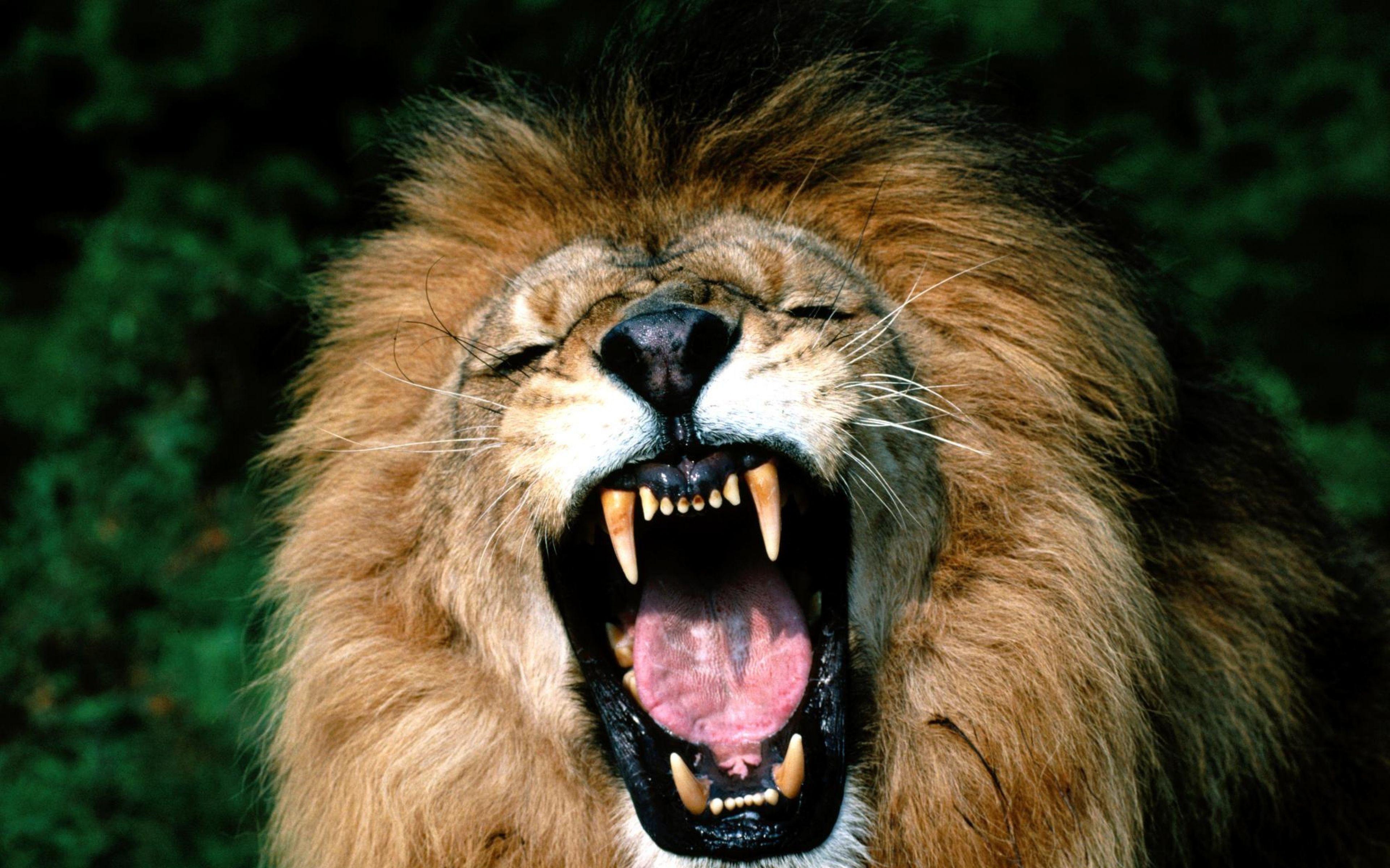 Angry Lion Face HD Desktop Wallpaper, Instagram photo, Background