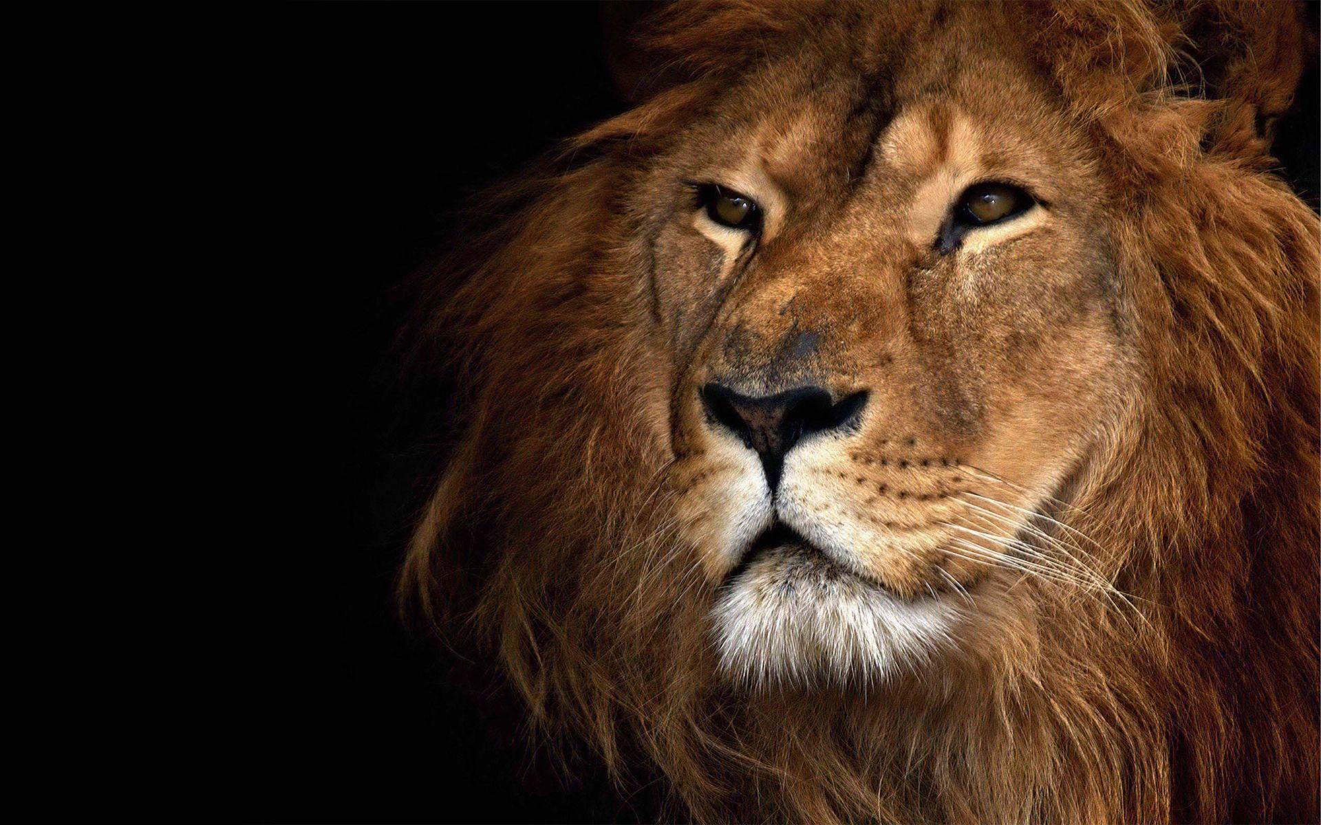 Lion Face Wallpaper. HD Animals and Birds Wallpaper for Mobile