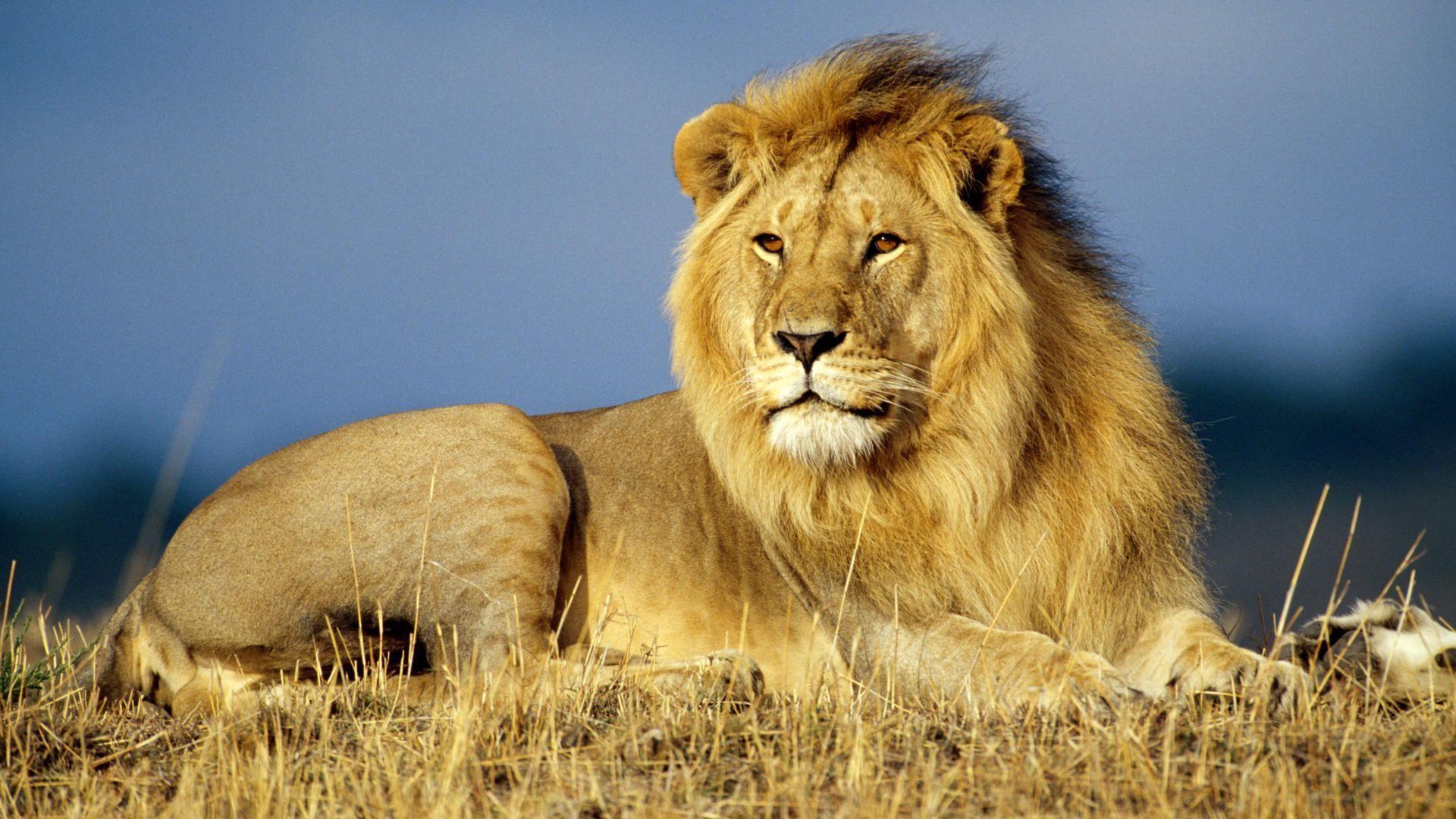 Animals: African Lion King, desktop wallpaper nr. 32923