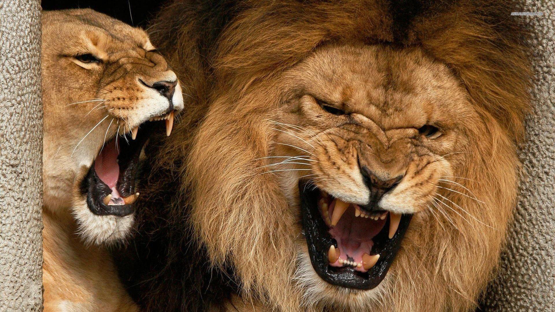 Angry Lion Face Wallpapers Wallpaper Cave