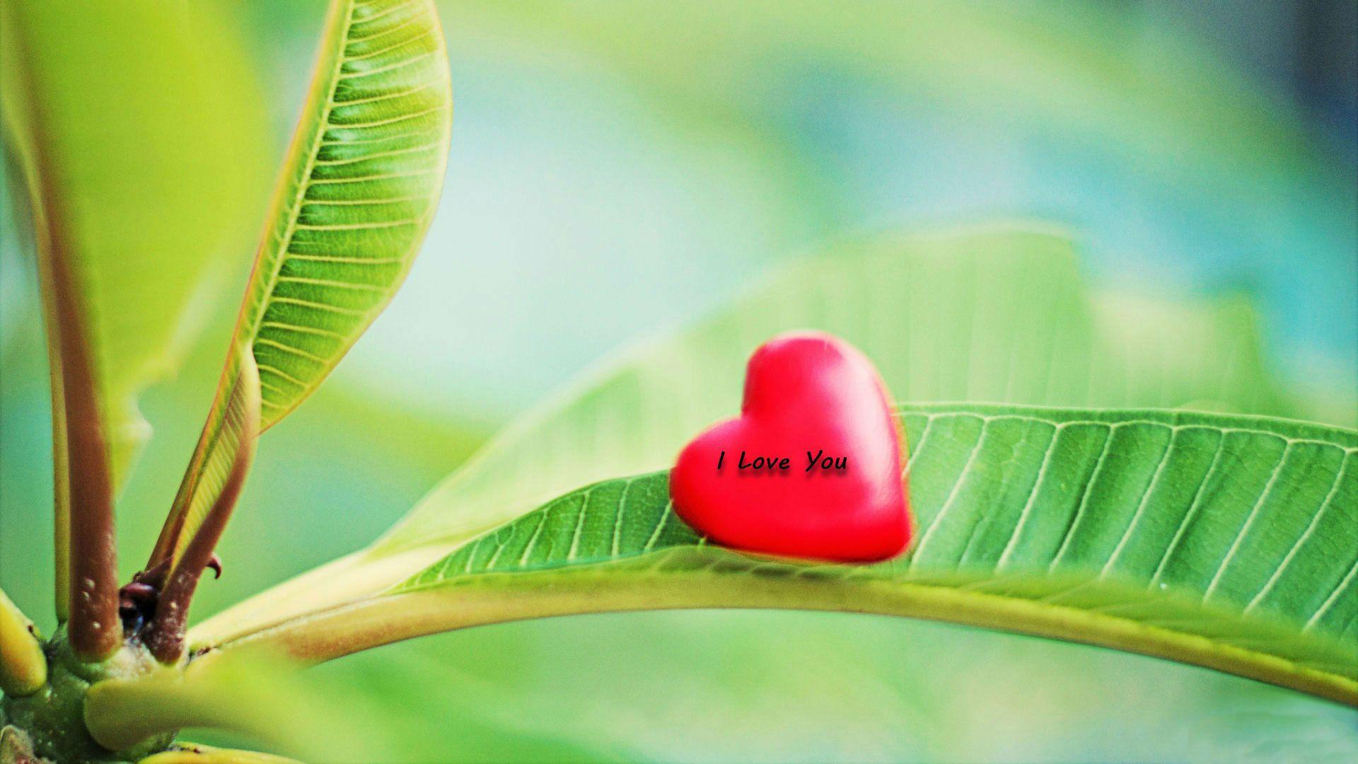 Love cute red heart nature leaf desktop background wallpaper.