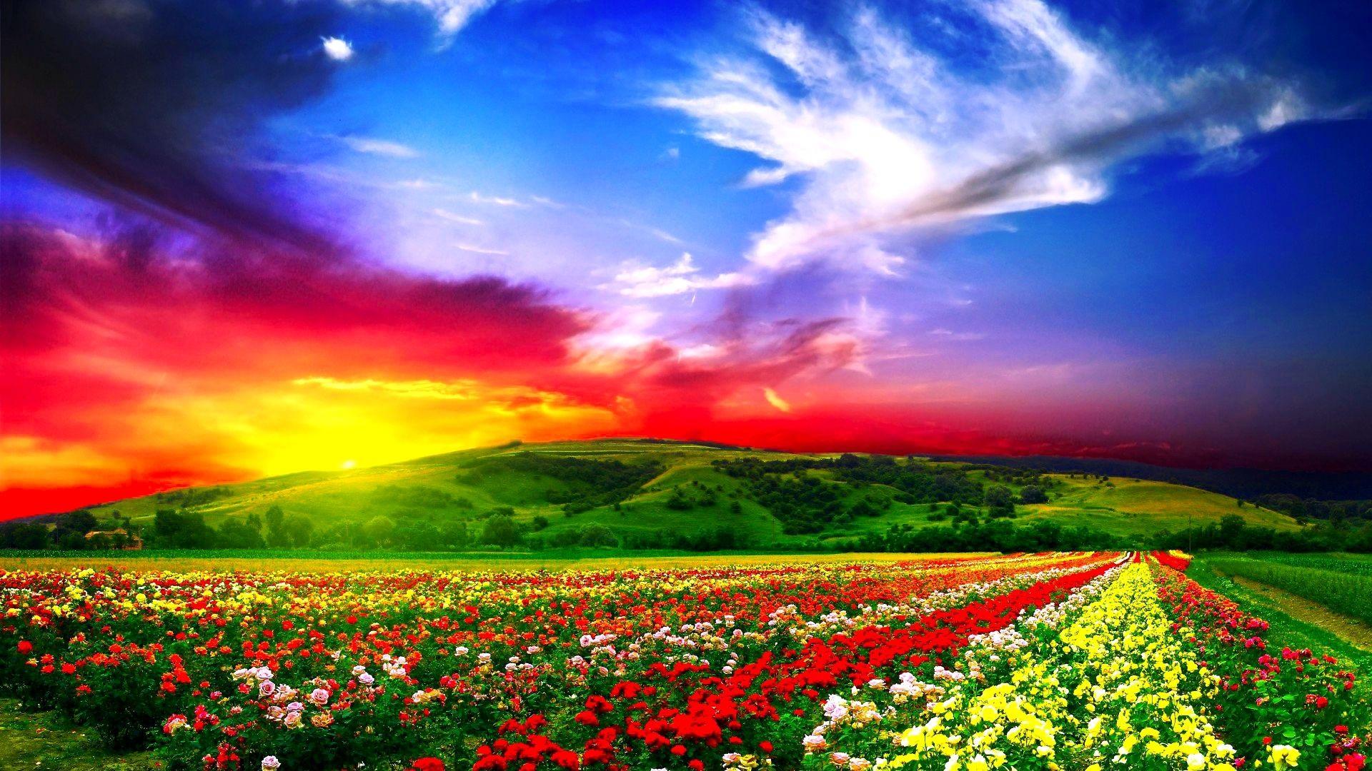 Download Wallpaper 1920x1080 flowers, field, beautiful Full HD 1080p