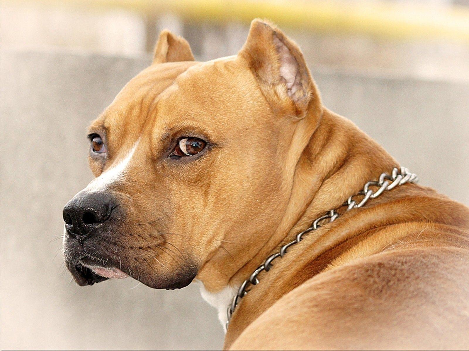 Pitbull Dog HD Desktop Wallpaper Free Download