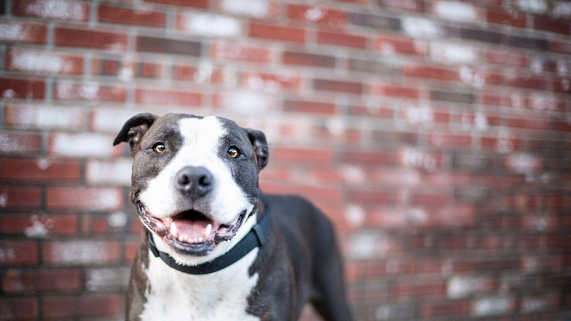 HD Pitbull Dog Wallpaper