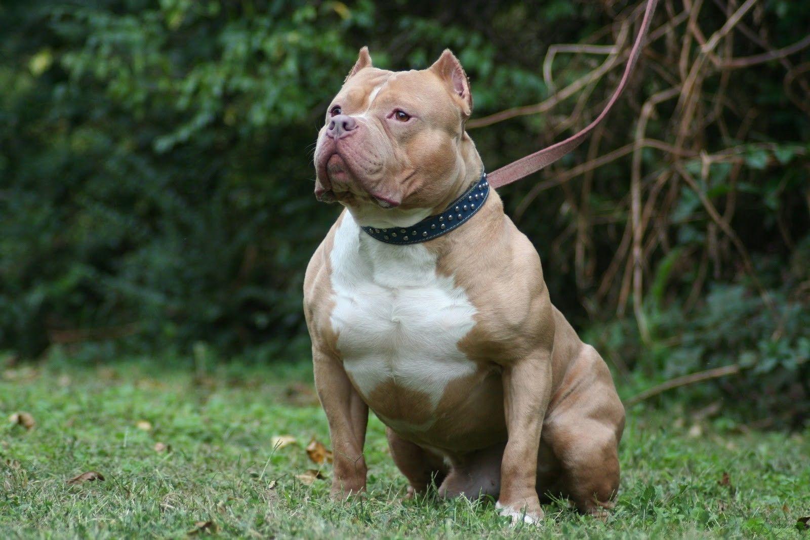 Pitbull Dog: Pitbull Dog Dangerous Hd Wallpapers