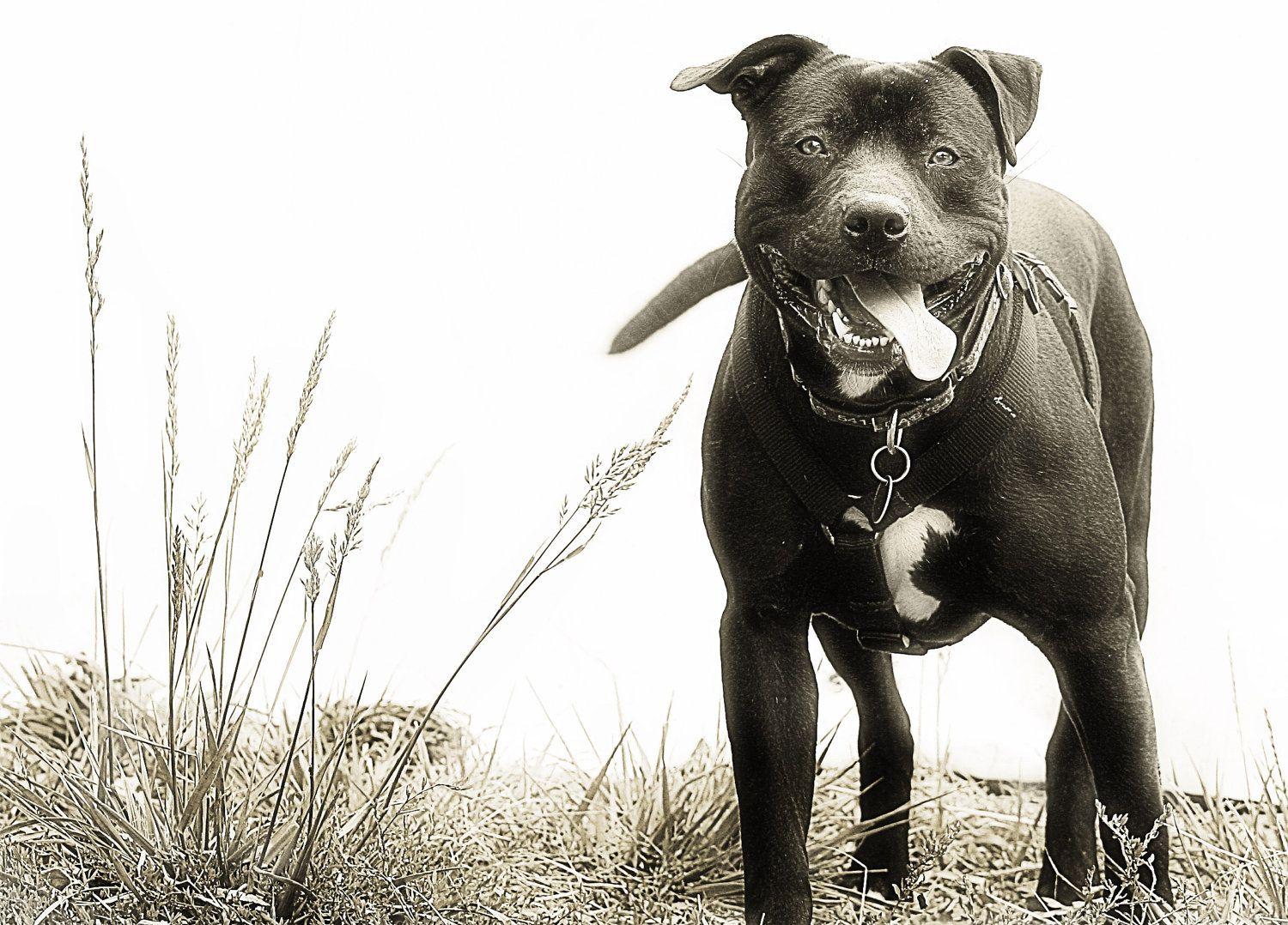 Angry Desktop HD Black Pitbull Dogs Pics