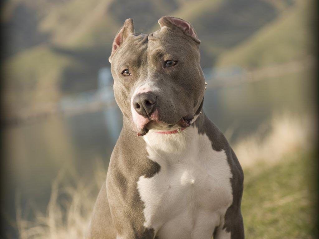 Pitbull Wallpaper Dog