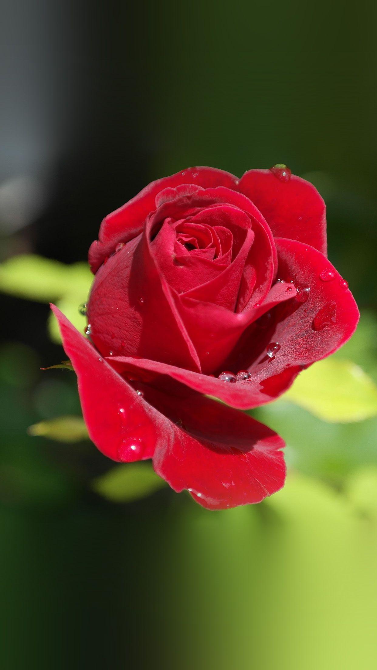 Rose Red Nature Flower Bokeh Rain Android wallpaper HD