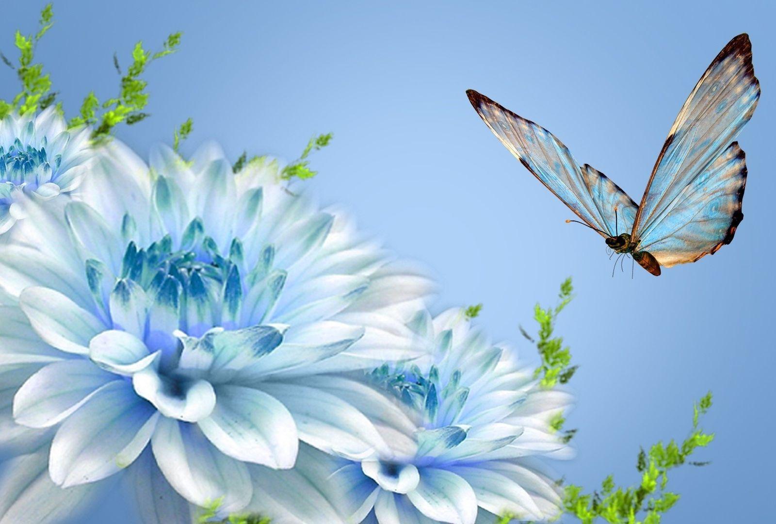 Beautiful Butterfly Nature Flower 1080p Wallpaper