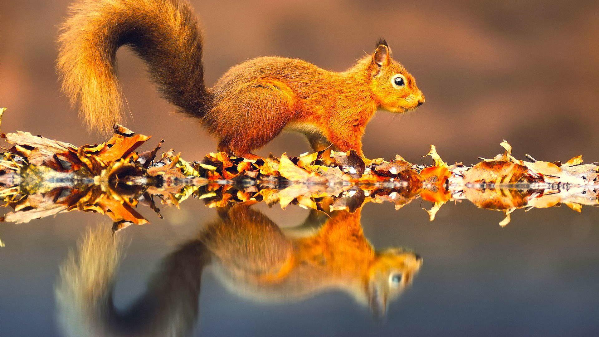 Wallpaper.wiki Cute Squirrel Latest HD Wallpaper PIC WPC002433