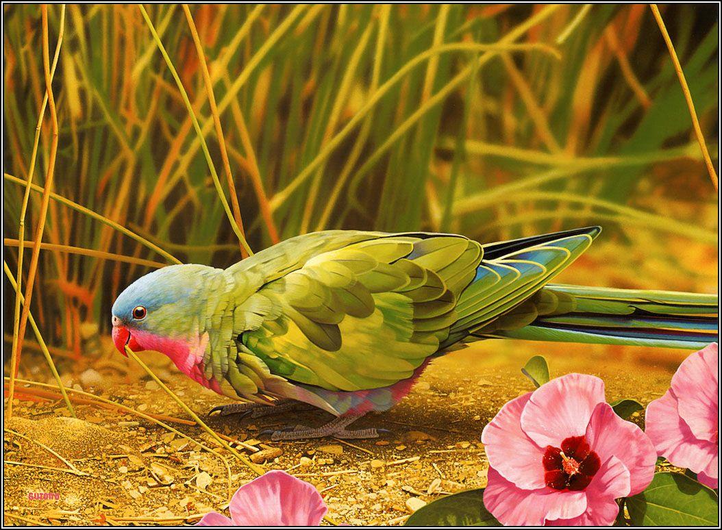 Beautiful Birds Latest HD Wallpaper 2013. Top HD animals wallpaper