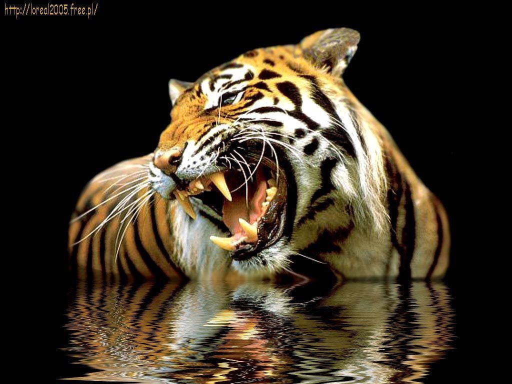 Imagenes de animales felinos HD. Tigers, Cat and Animal