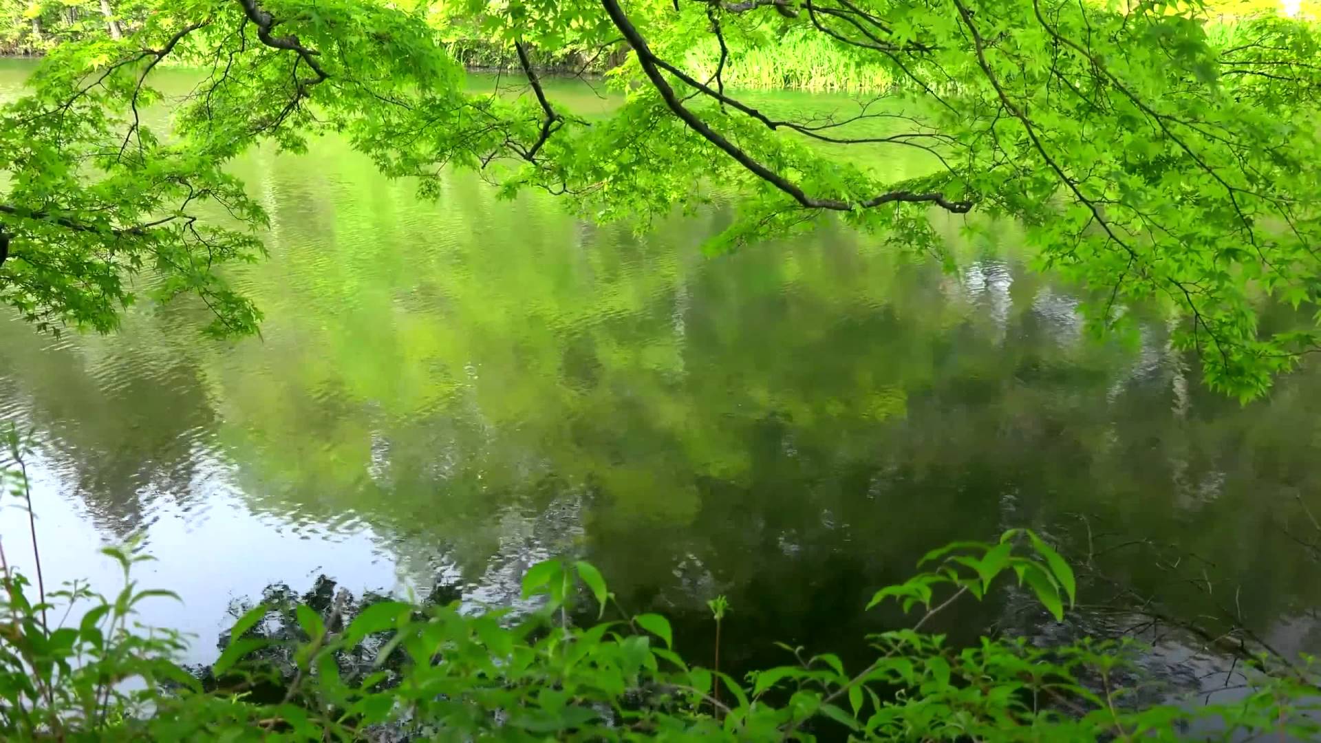 Amazing Nature 6 Background HD 1080p