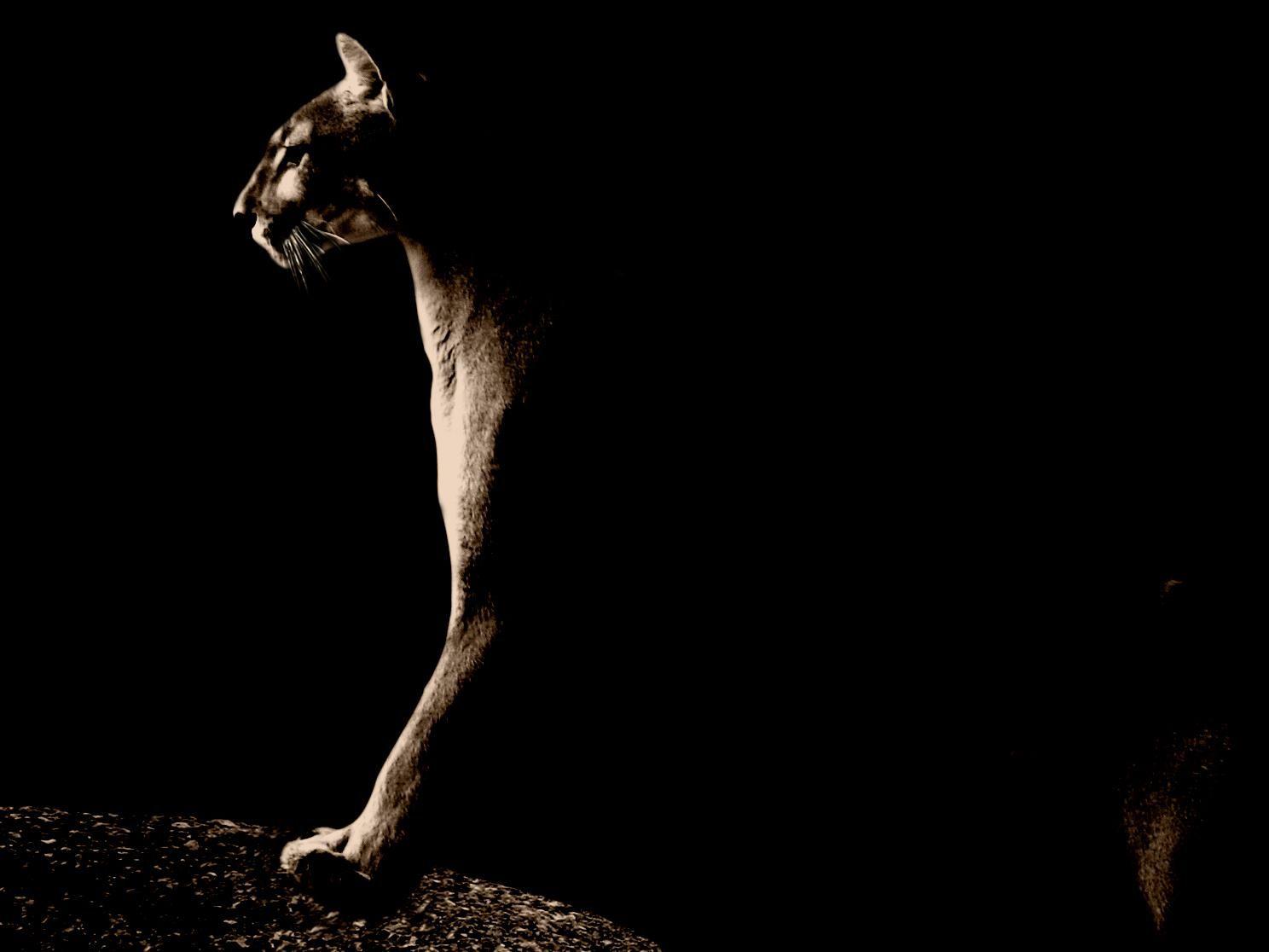 Puma Wallpaper, Picture, Image