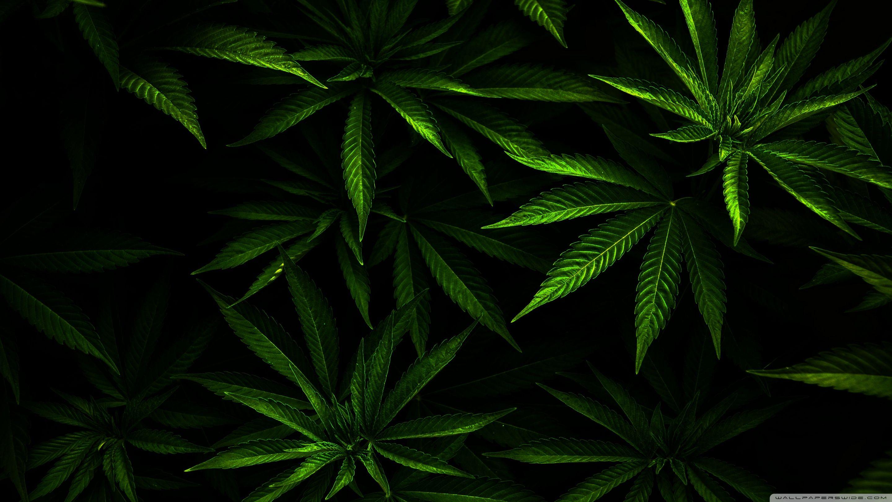 Weed ❤ 4K HD Desktop Wallpaper for 4K Ultra HD TV • Wide & Ultra