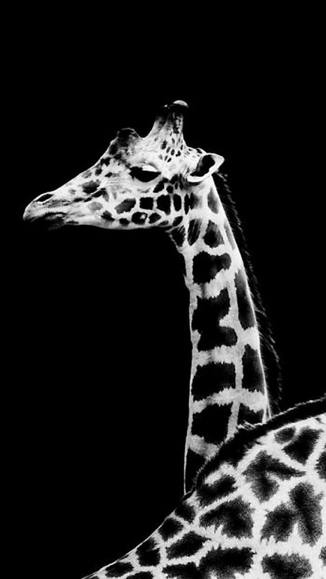 Dark Simple Giraffe Animal #iPhone #plus #wallpaper. iPhone 6