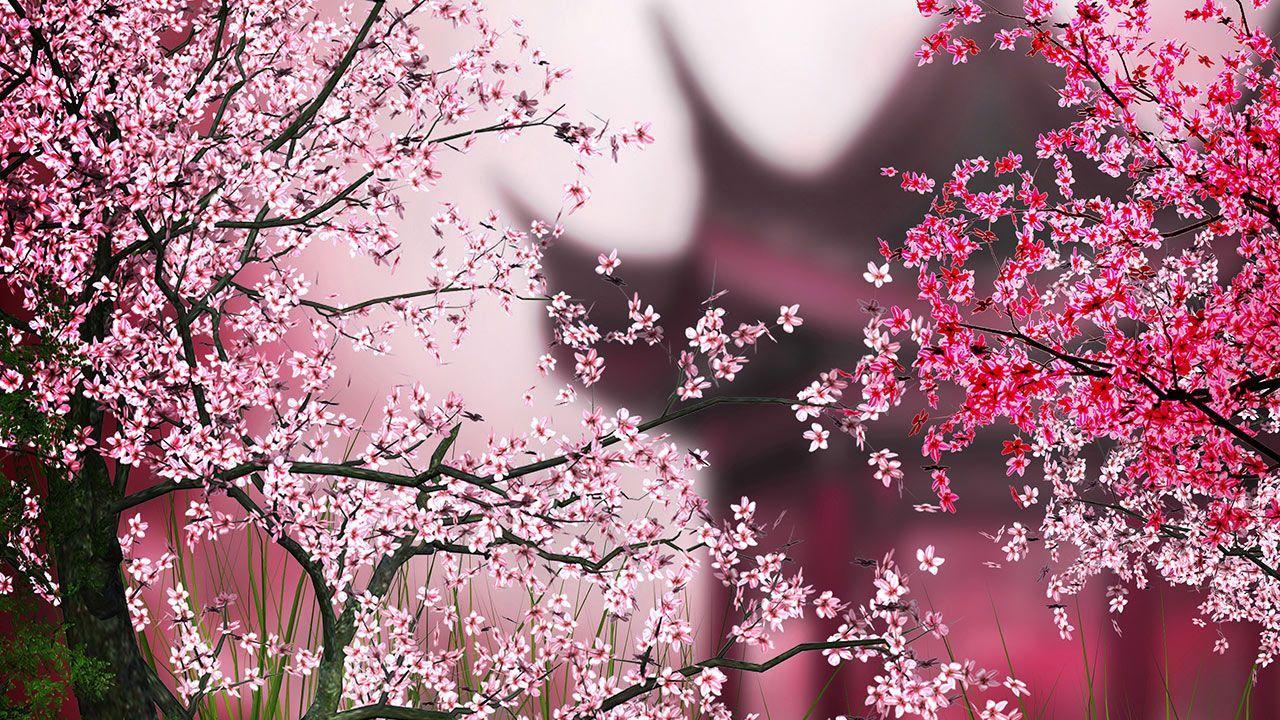 Sakura Wallpaper, Sakura Wallpaper For Free Download, Fungyung