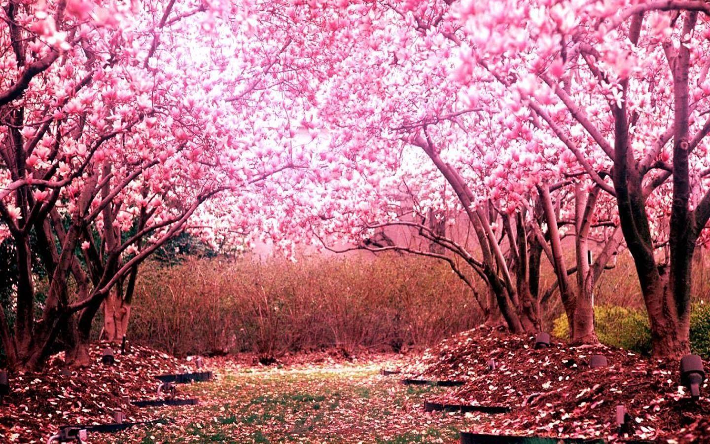Japanese Sakura wallpaper Japanese Cherry Blossom