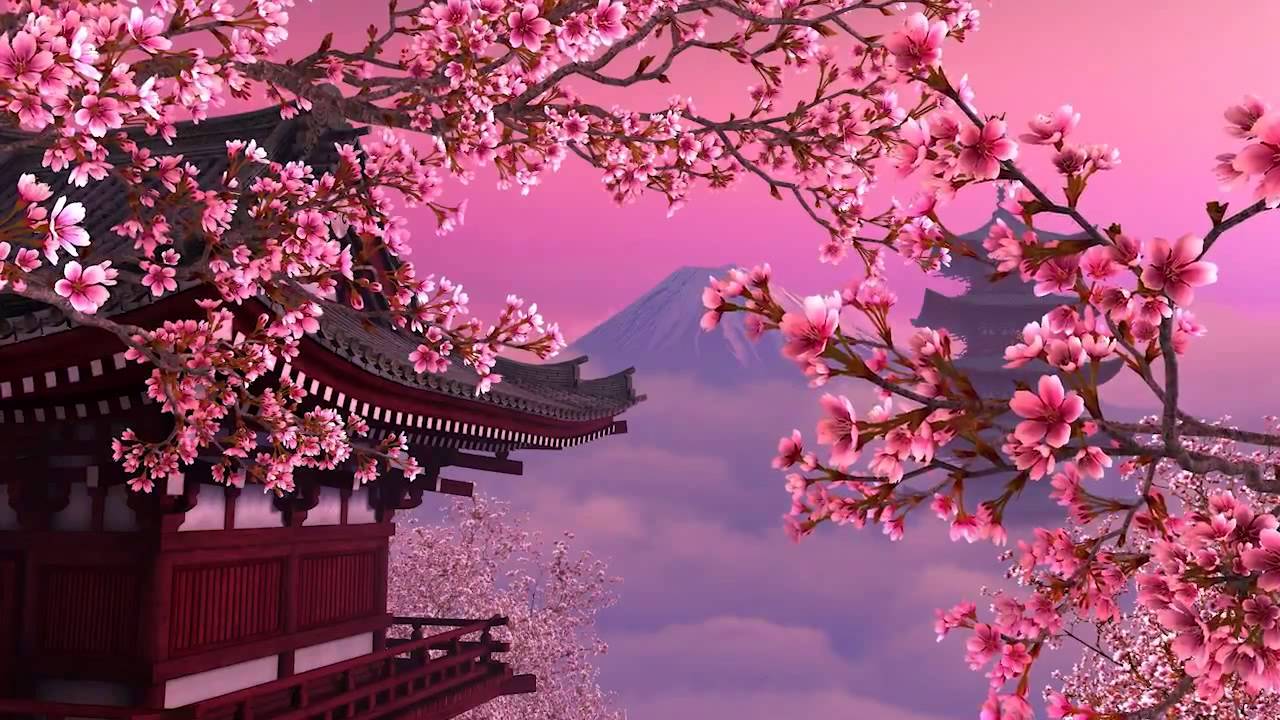 Sakura live wallpaper